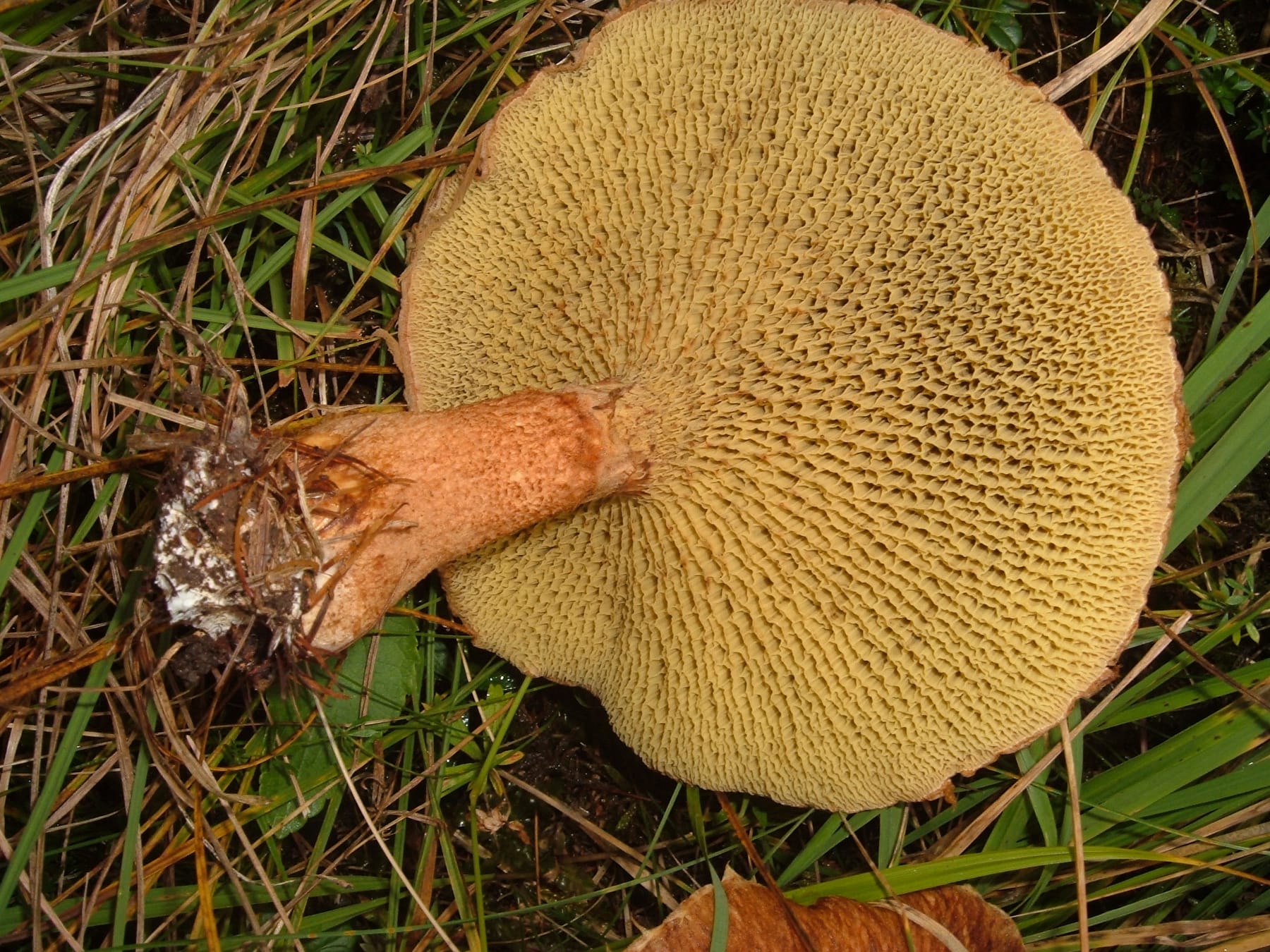 Borowiczak dęty (Suillus cavipes) — zdjęcie 1 z 4