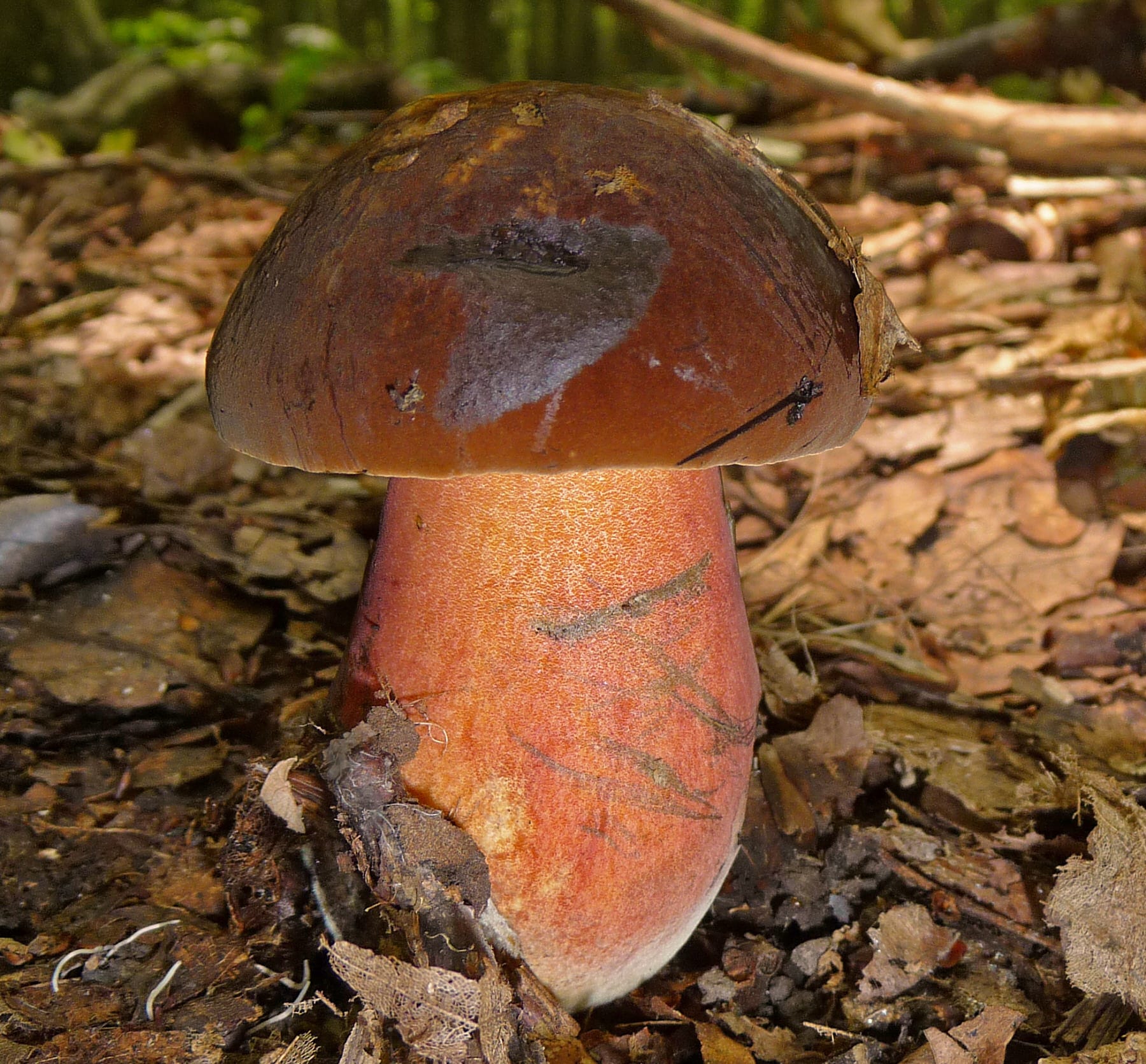 Borowik ceglastopory (Neoboletus erythropus) — zdjęcie 1 z 4