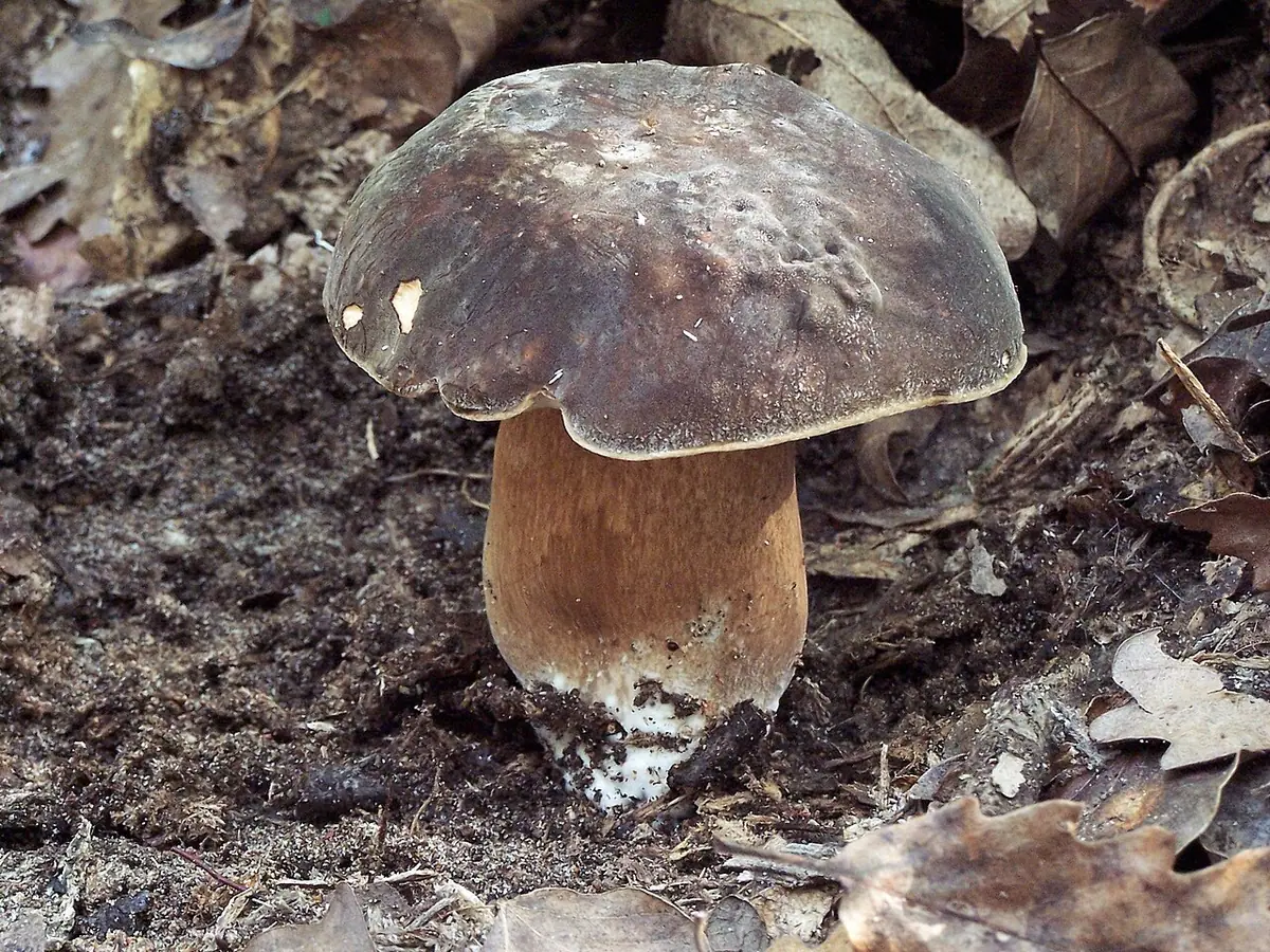 Borowik ciemnobrązowy (Boletus aereus) — zdjęcie 1 z 4