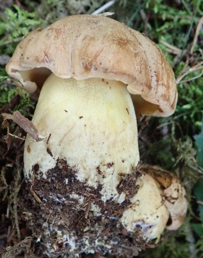 Borowik górski (Butyriboletus subappendiculatus) — zdjęcie 1 z 4
