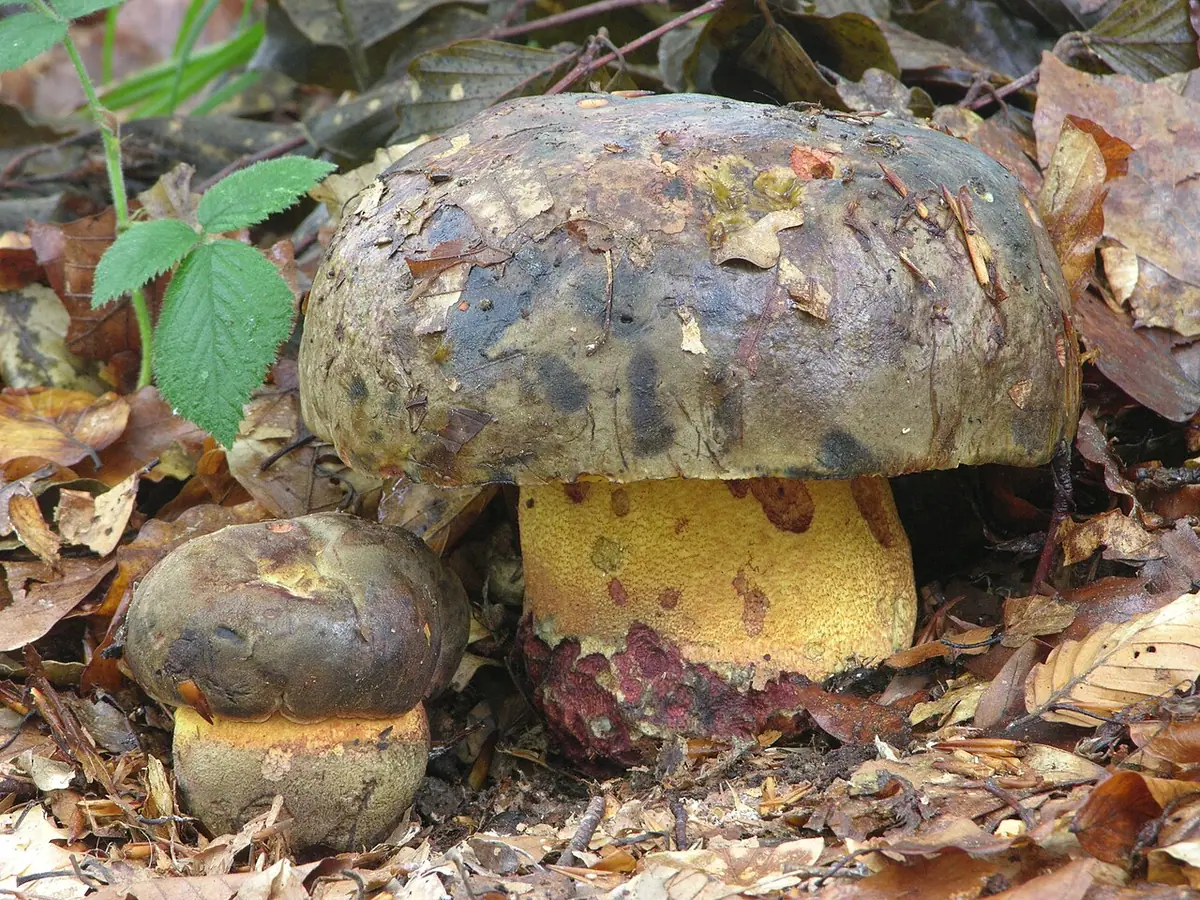 Borowik krępy (Imperator torosus)