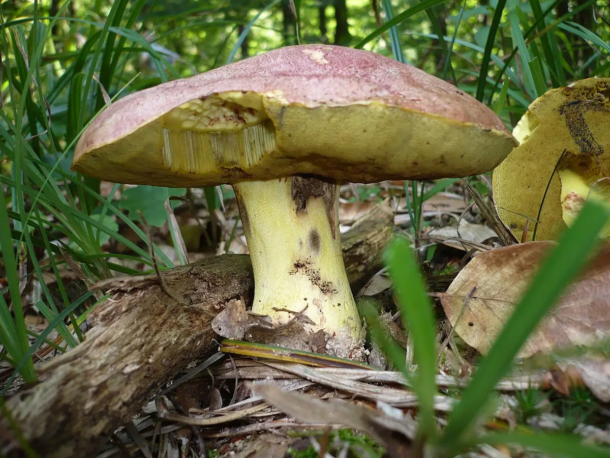 Borowik królewski (Butyriboletus regius) — zdjęcie 1 z 4