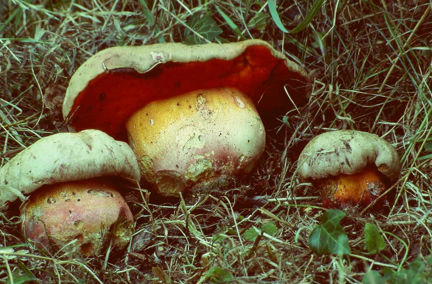 Borowik legalovej (Rubroboletus legaliae)