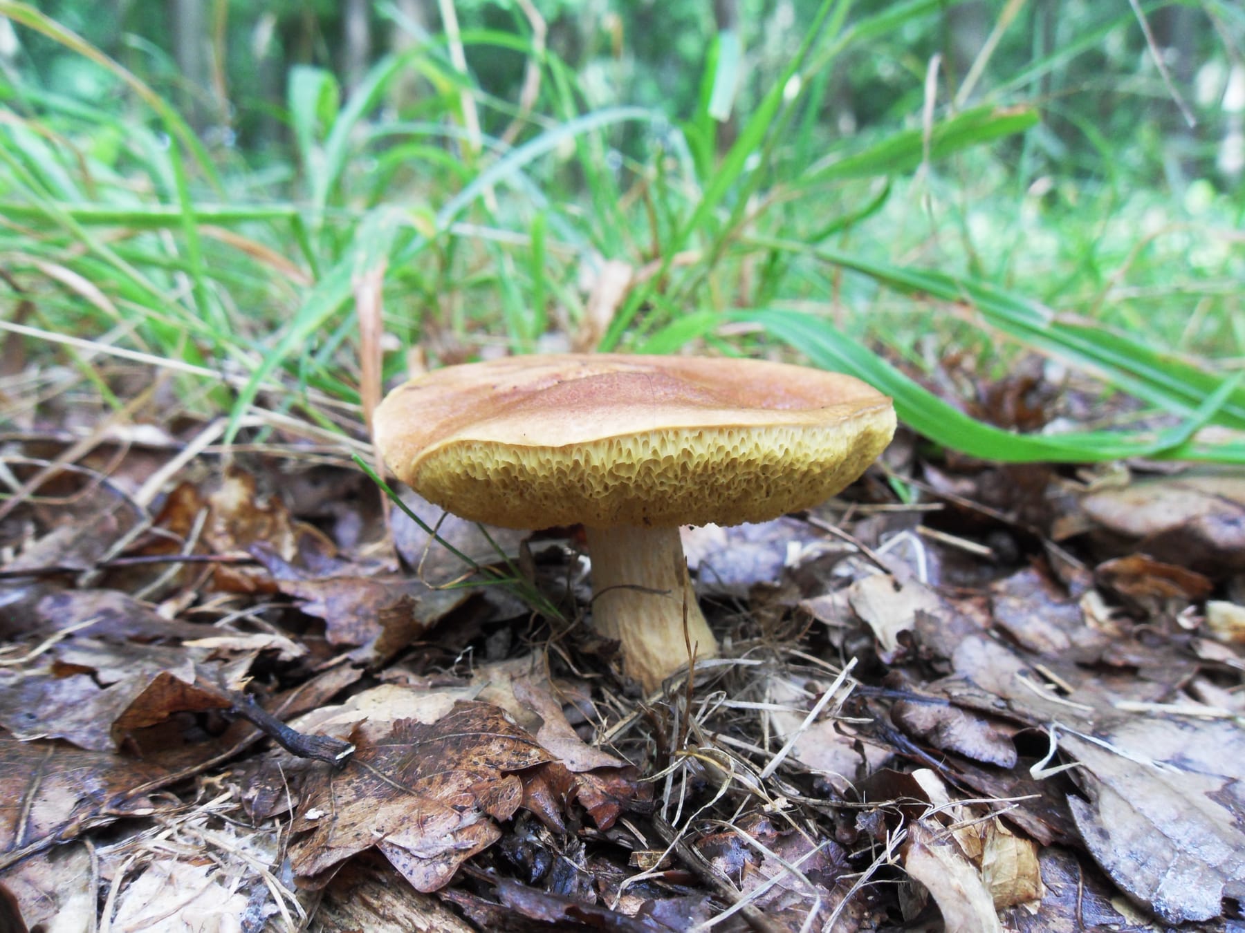 Borowik morawski (Aureoboletus moravicus) — zdjęcie 1 z 4