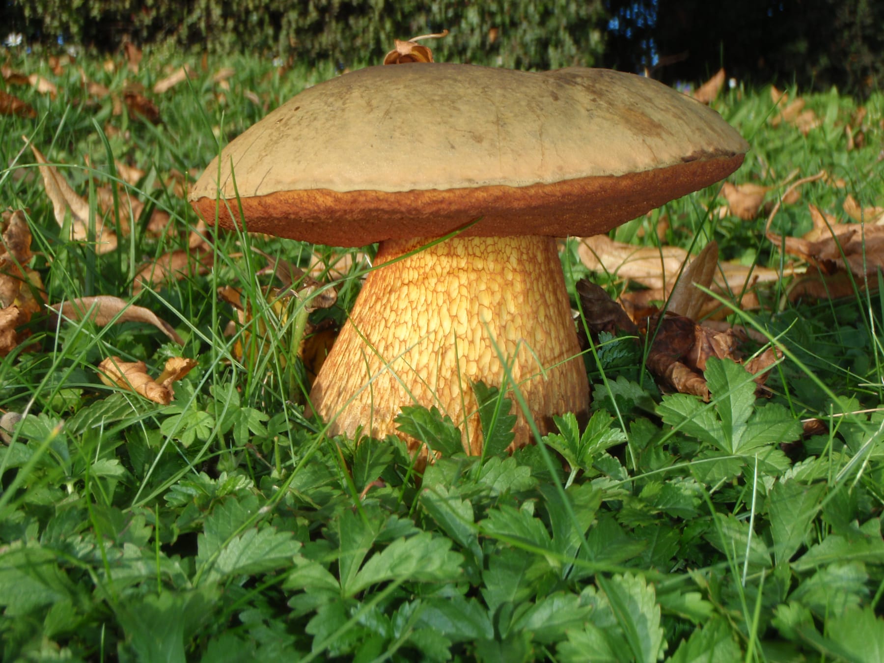 Borowik ponury (Suillellus luridus)
