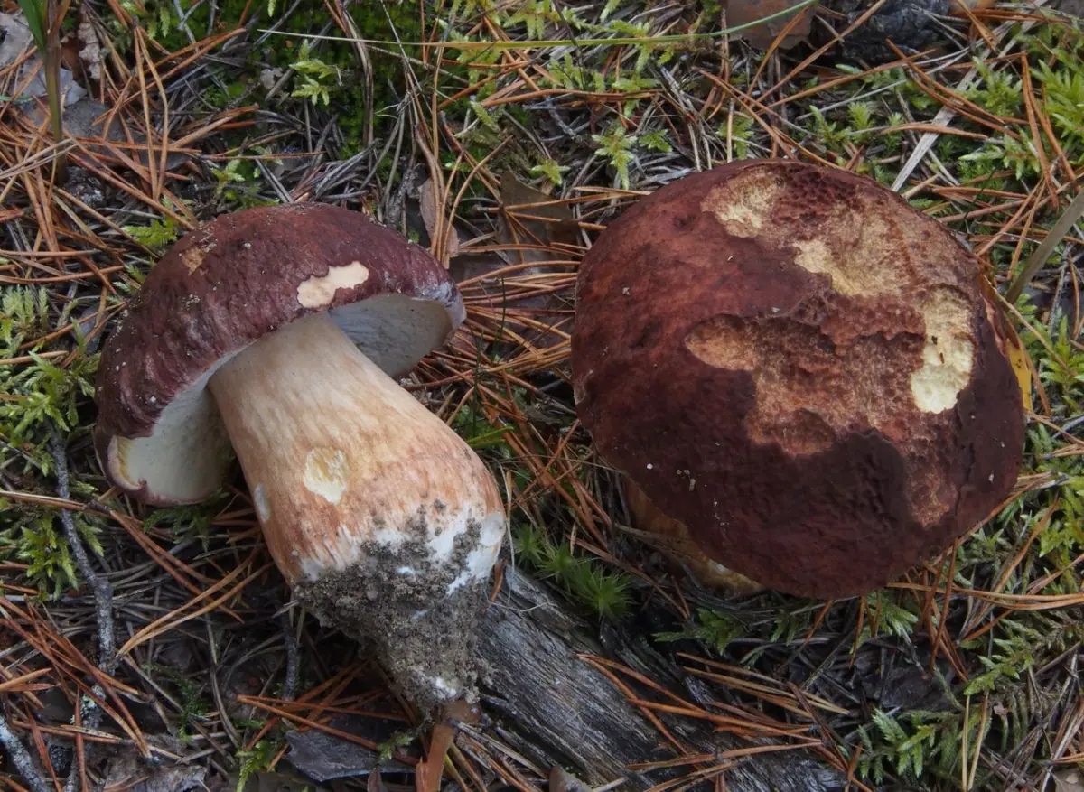 Borowik sosnowy (Boletus pinophilus) — zdjęcie 1 z 4