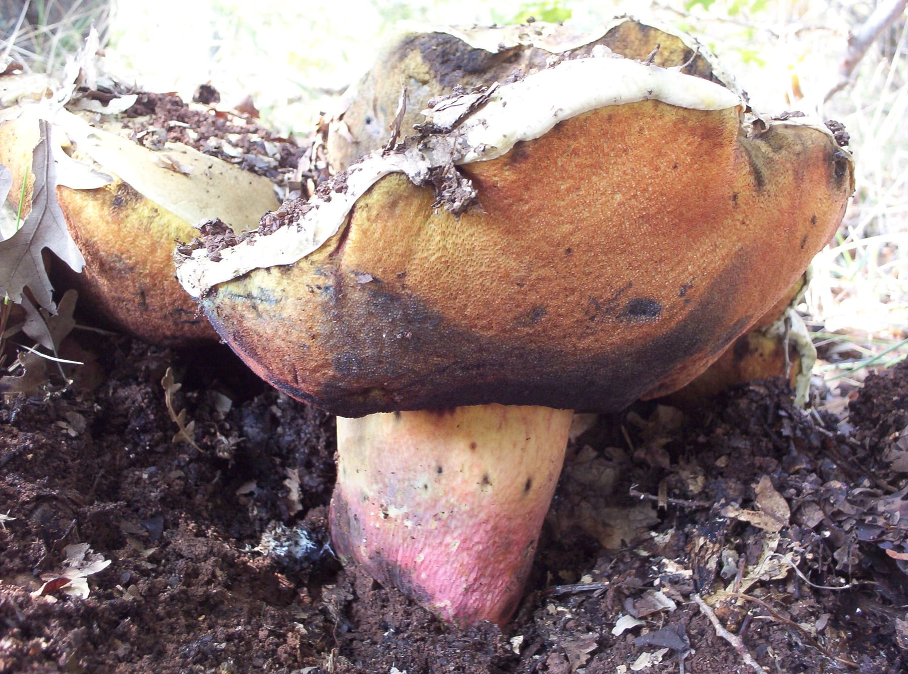 Borowik szatański (Rubroboletus satanas) — zdjęcie 1 z 4