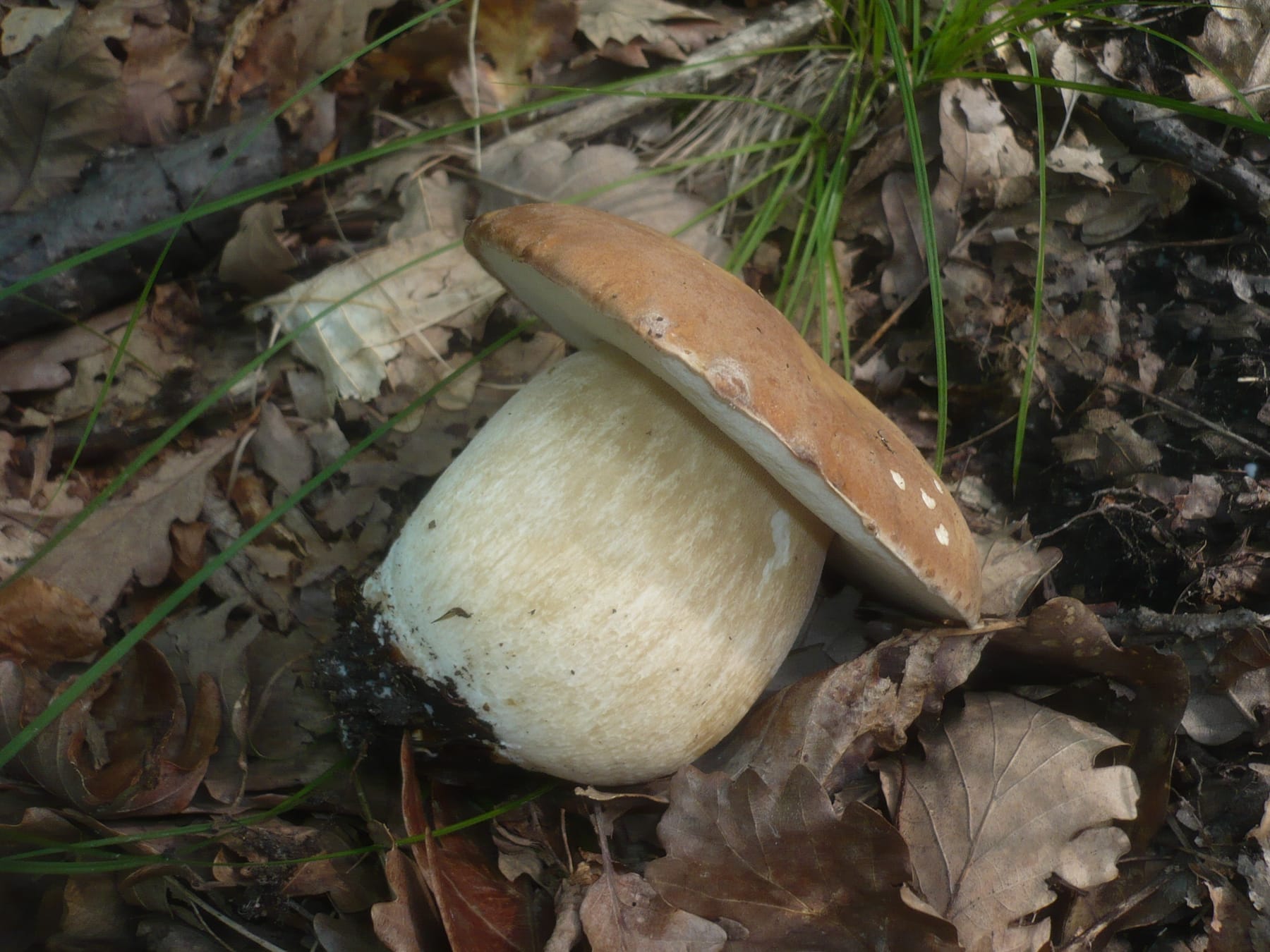 Borowik usiatkowany (Boletus reticulatus) — zdjęcie 1 z 4