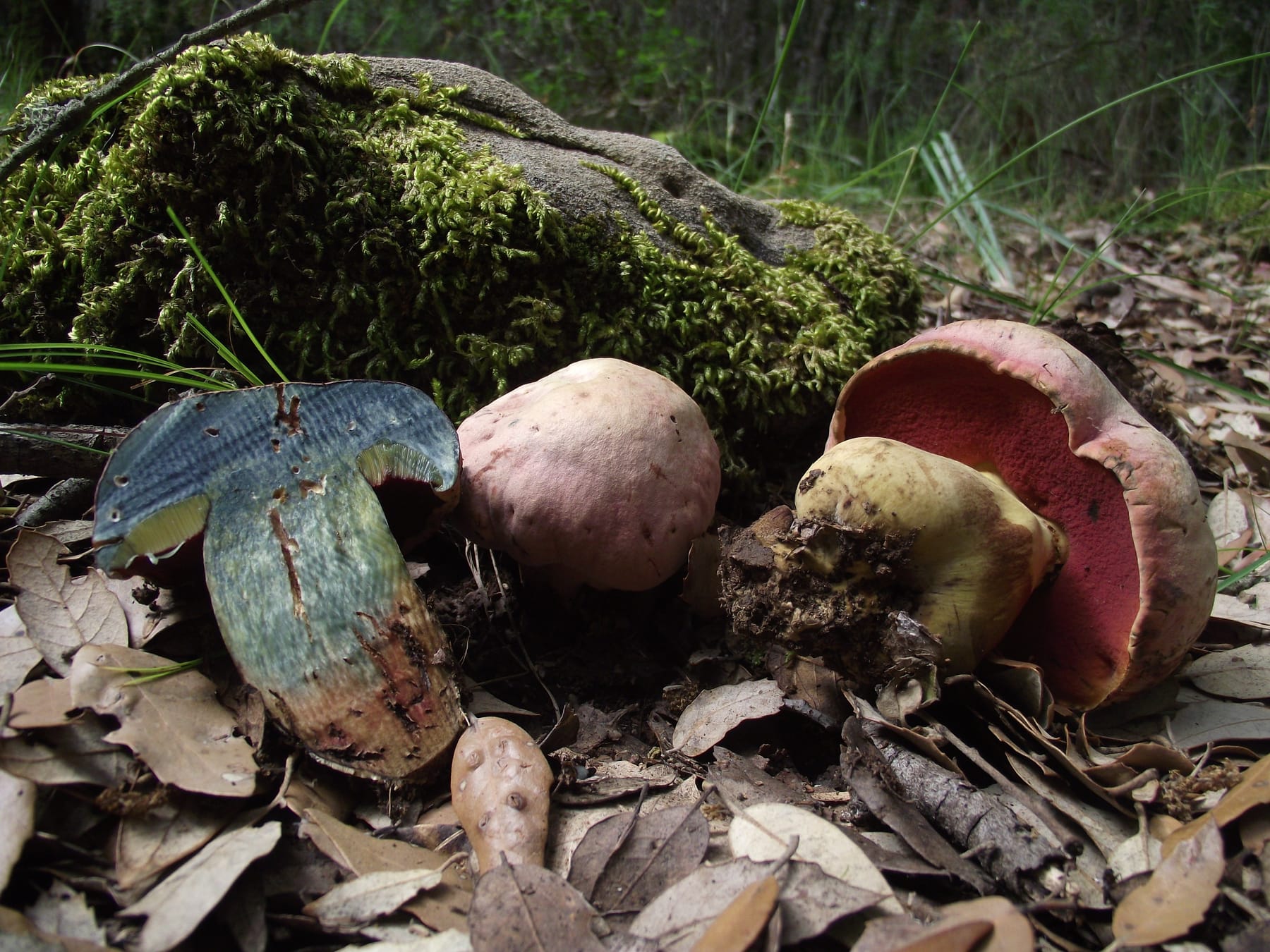Borowik wilczy (Rubroboletus lupinus)
