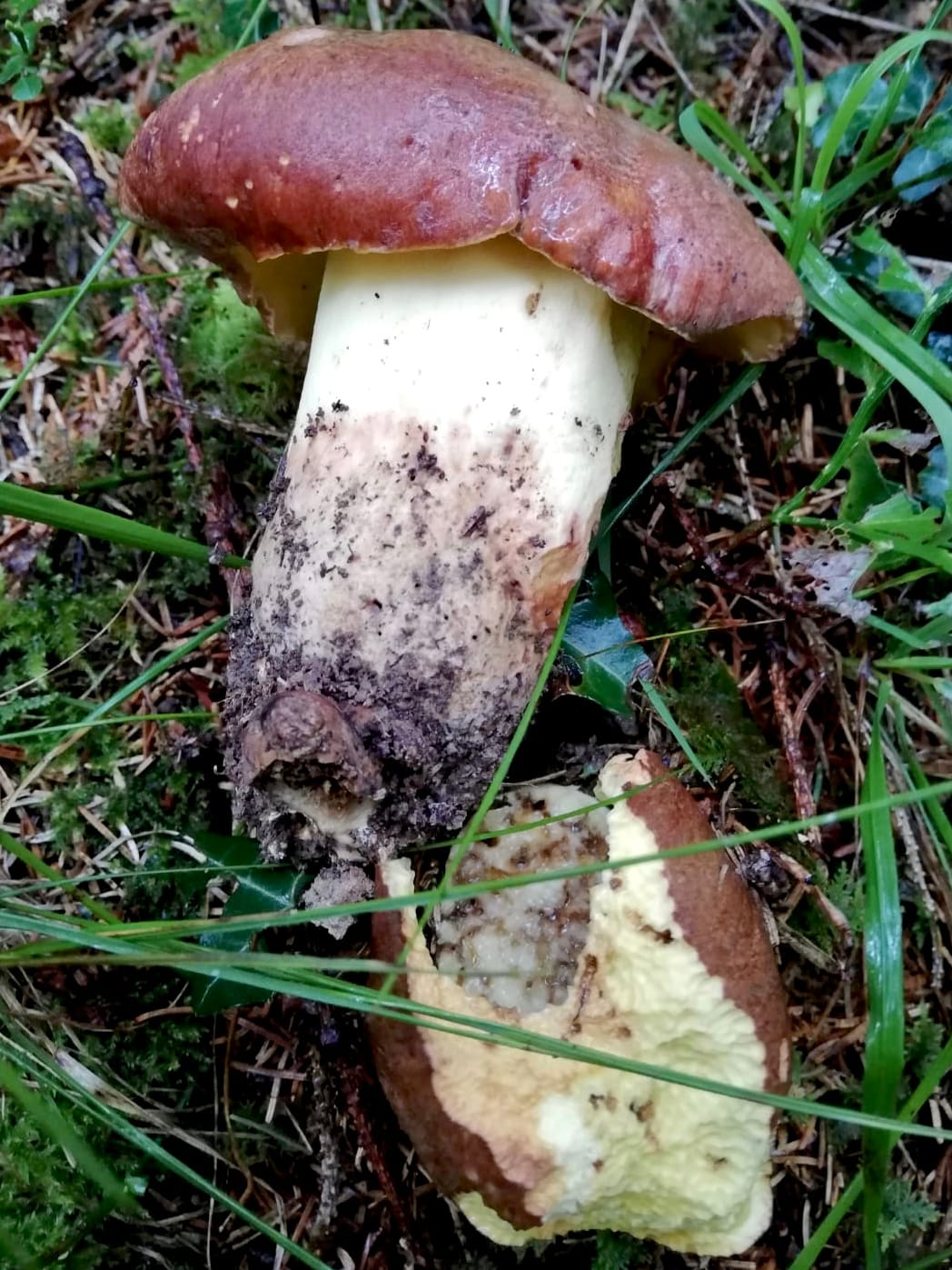 Borowik żółtobrązowy (Butyriboletus appendiculatus) — zdjęcie 1 z 4