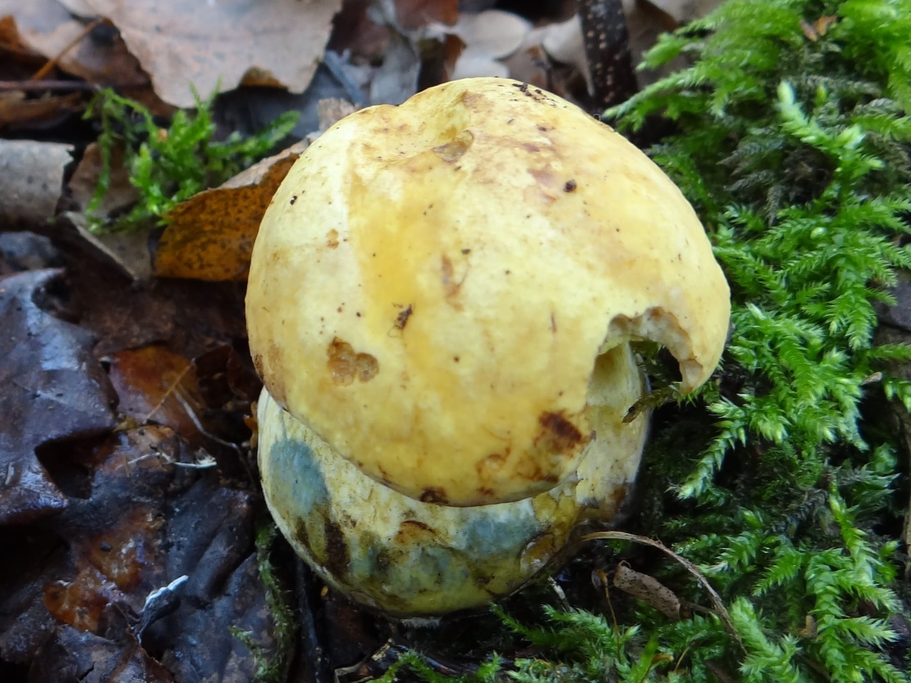 Borowik żonkilowy (Sutorius junquilleus) — zdjęcie 1 z 4