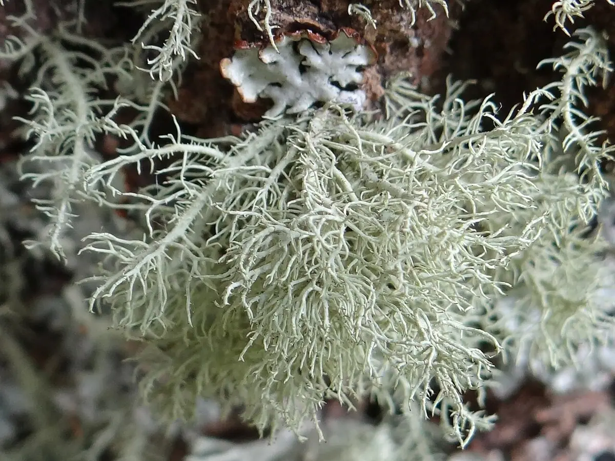 Brodaczka kępkowa (Usnea hirta) — zdjęcie 1 z 4