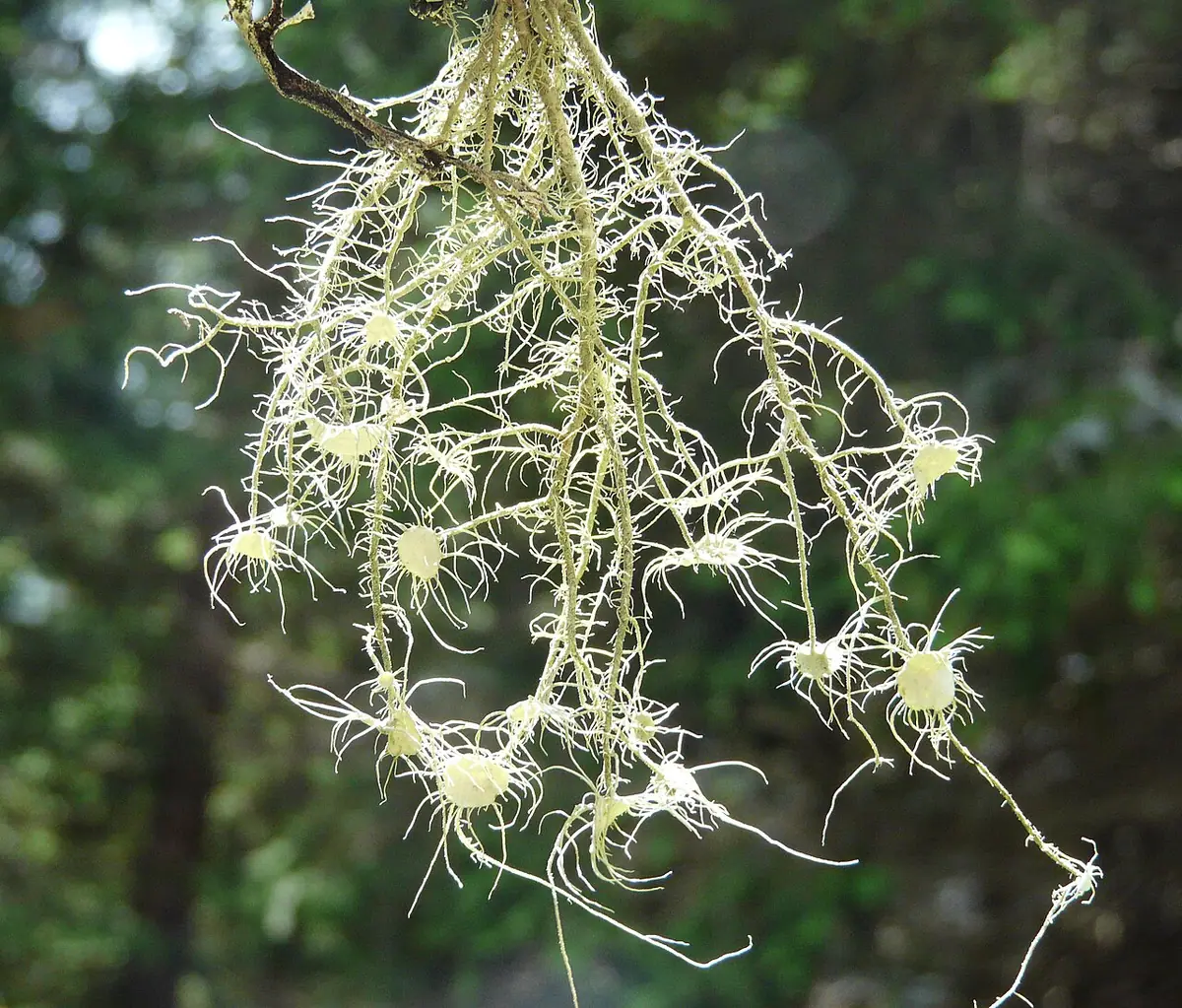 Brodaczka nadobna (Usnea florida) — zdjęcie 1 z 2