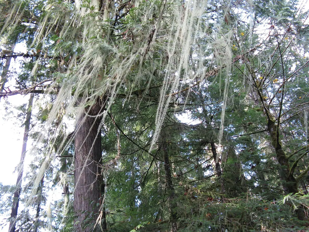 Brodaczka najdłuższa (Usnea longissima) — zdjęcie 1 z 4