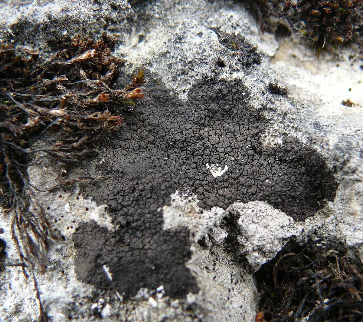 Brodawnica czarniawa (Verrucaria nigrescens) — zdjęcie 1 z 4
