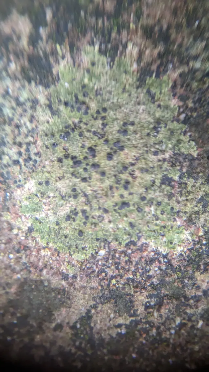 Brodawnica zielonawa (Verrucaria viridula) — zdjęcie 1 z 4