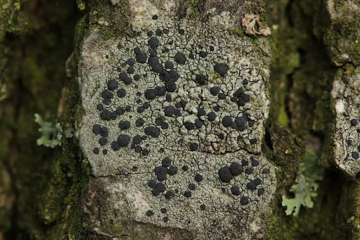 Brudziec kropkowaty (Amandinea punctata) — zdjęcie 1 z 4