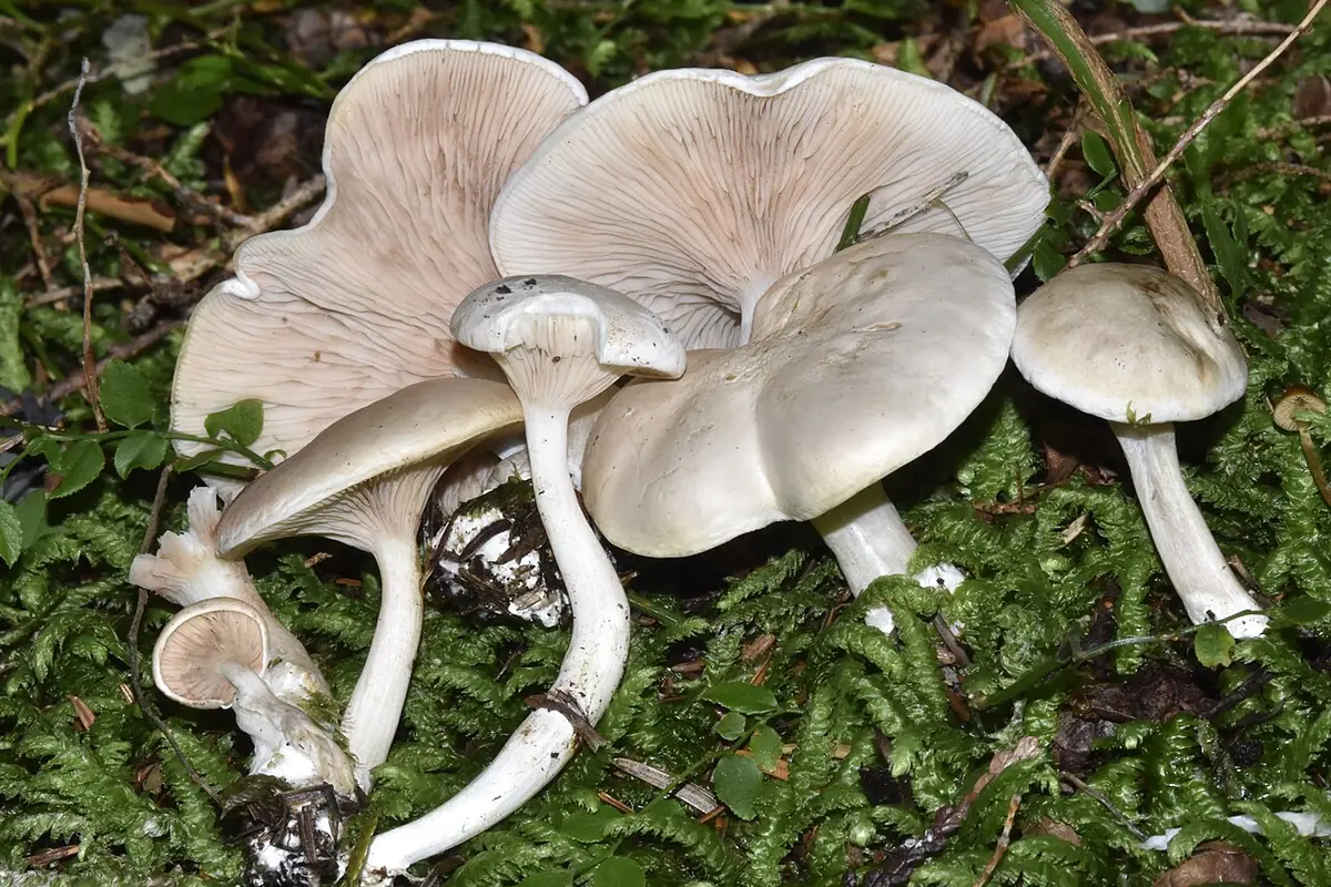 Bruzdniczek największy (Clitopilus prunulus)