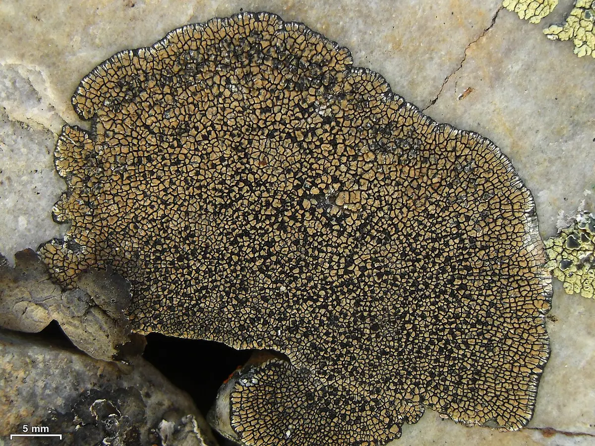 Bruzdniczka skorupkowata (Sporastatia testudinea) — zdjęcie 1 z 4