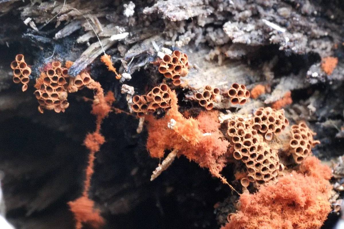 Bukietek malinowy (Metatrichia vesparia) — zdjęcie 1 z 4
