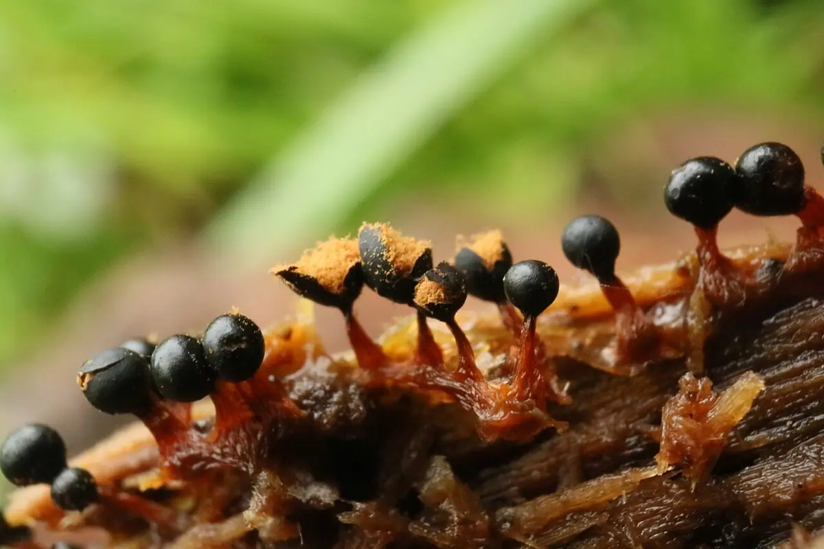 Bukietek wysmukły (Metatrichia floriformis) — zdjęcie 1 z 4