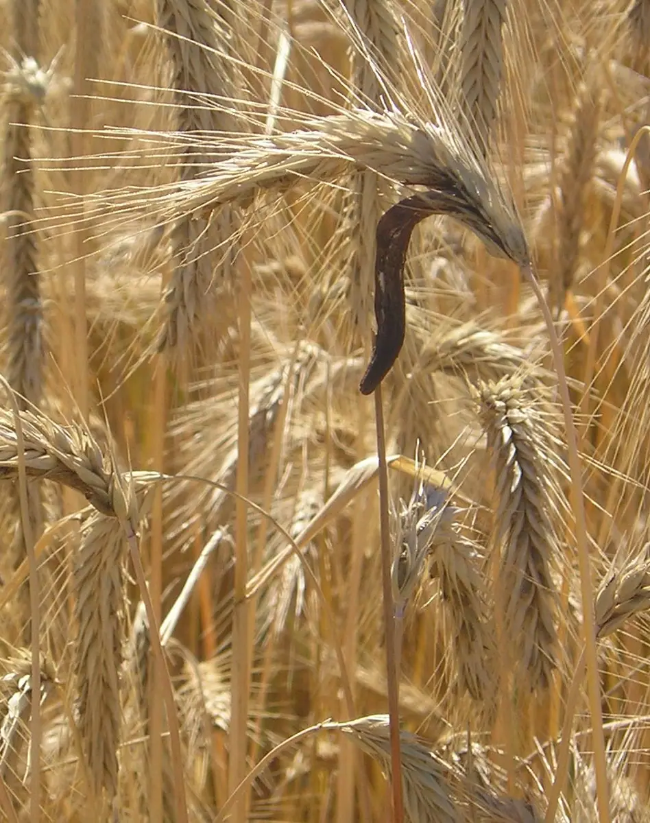 Buławinka czerwona (Claviceps purpurea) — zdjęcie 1 z 4