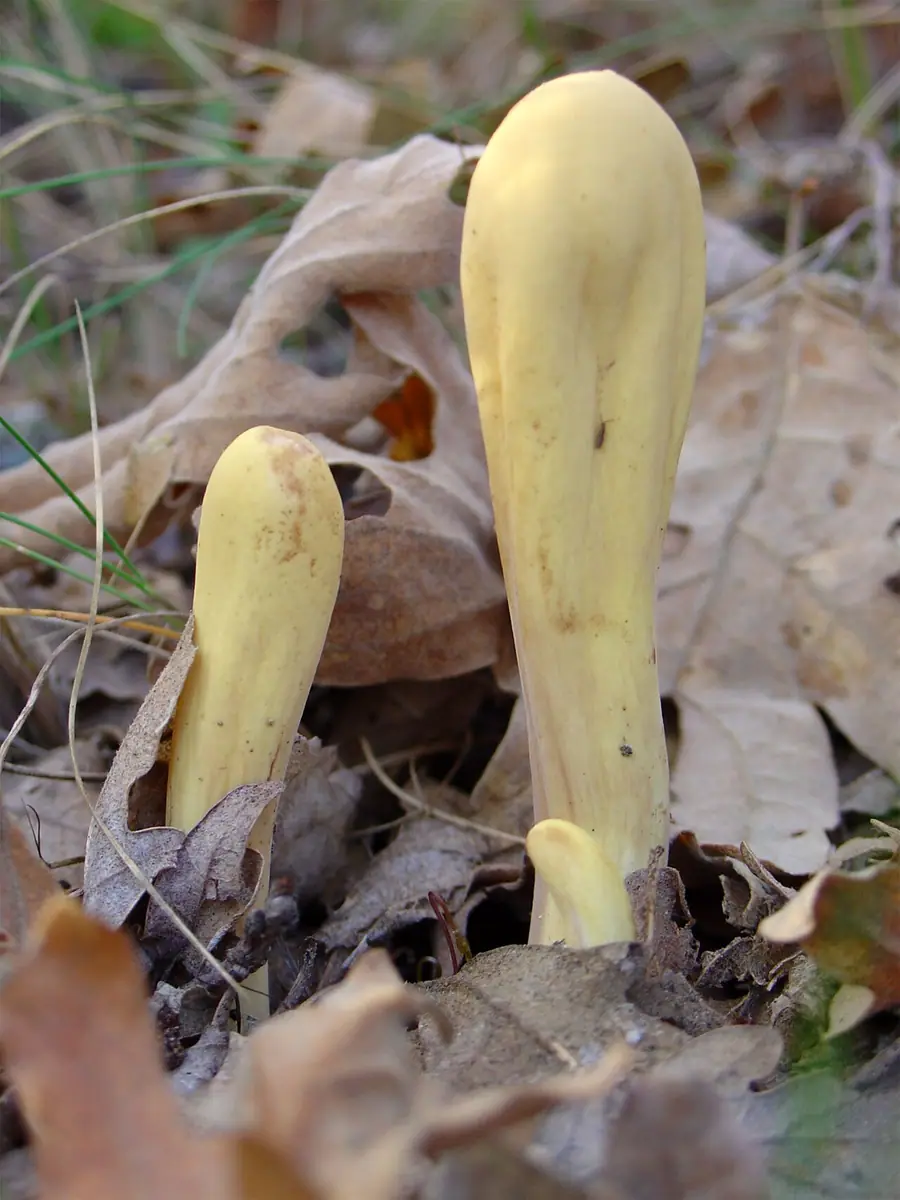 Buławka pałeczkowata (Clavariadelphus pistillaris)