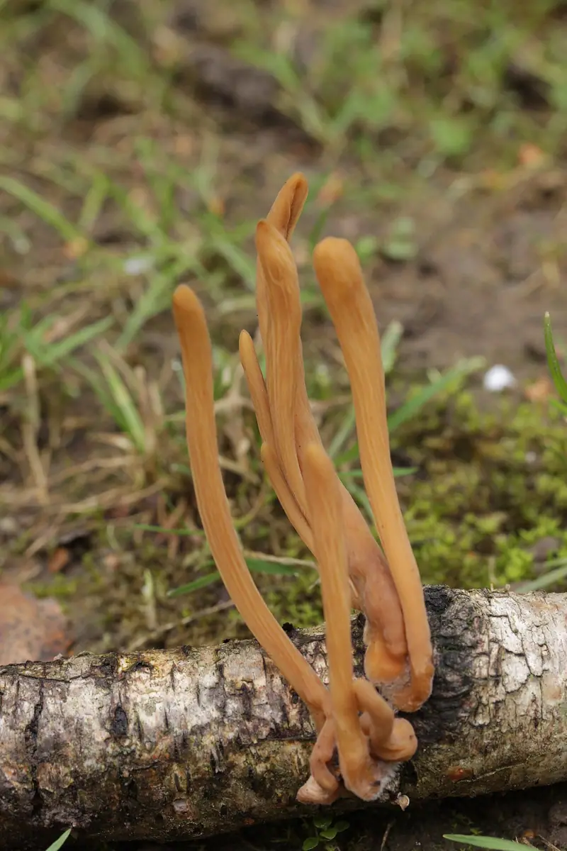 Buławka skręcona (Typhula contorta) — zdjęcie 1 z 4