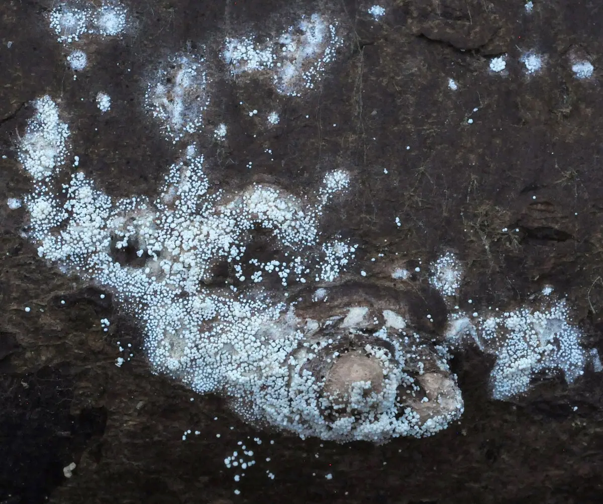 Bulwkowiec mączysty (Bulbillomyces farinosus) — zdjęcie 1 z 2