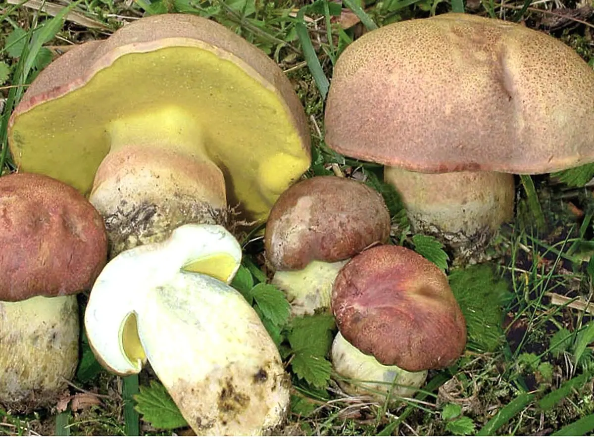 Butyriboletus pseudoregius — zdjęcie 1 z 4