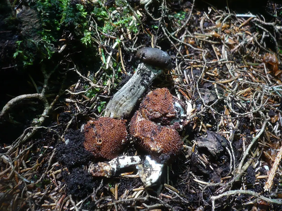 Buzdyganka ciemna (Elaphocordyceps rouxii) — zdjęcie 1 z 4