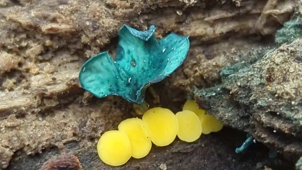 Calycina sp. — zdjęcie 1 z 3