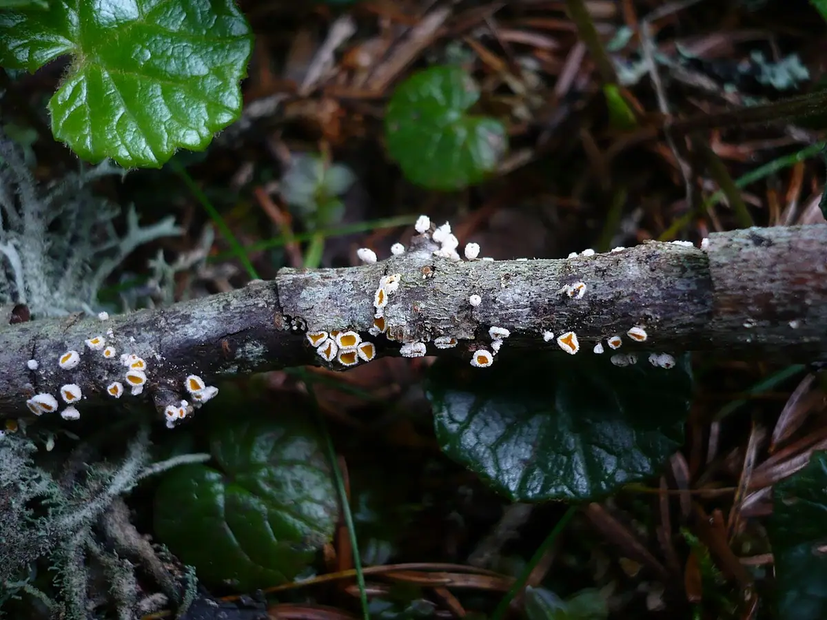 Capitotricha bicolor — zdjęcie 1 z 4