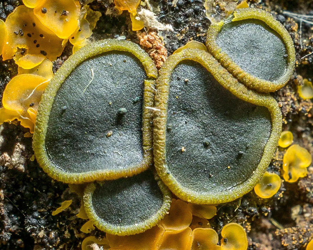 Catinella (Catinella olivacea) — zdjęcie 1 z 4
