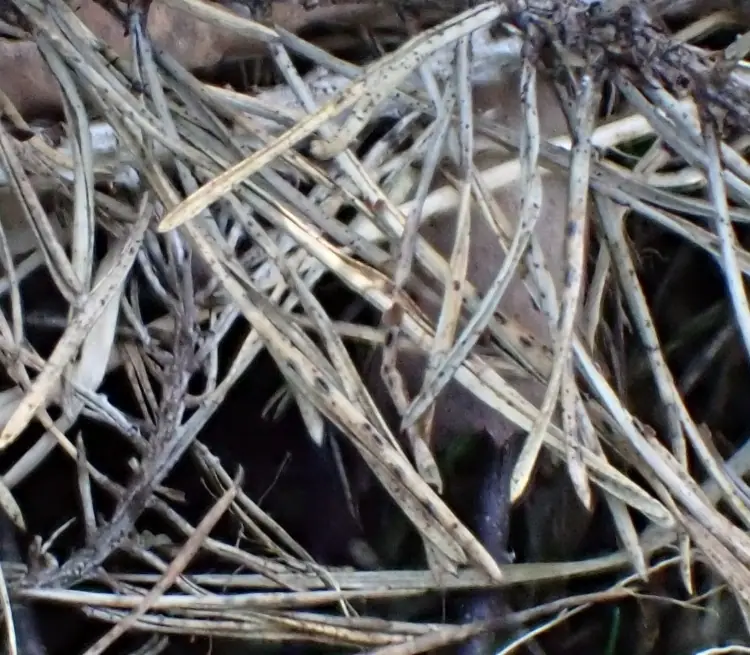Cenangium acuum