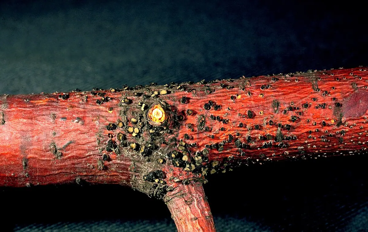 Cenangium ferruginosum — zdjęcie 1 z 4