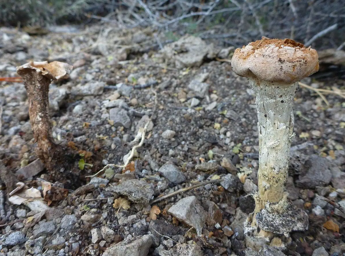 Chlamydopus meyenianus — zdjęcie 1 z 4