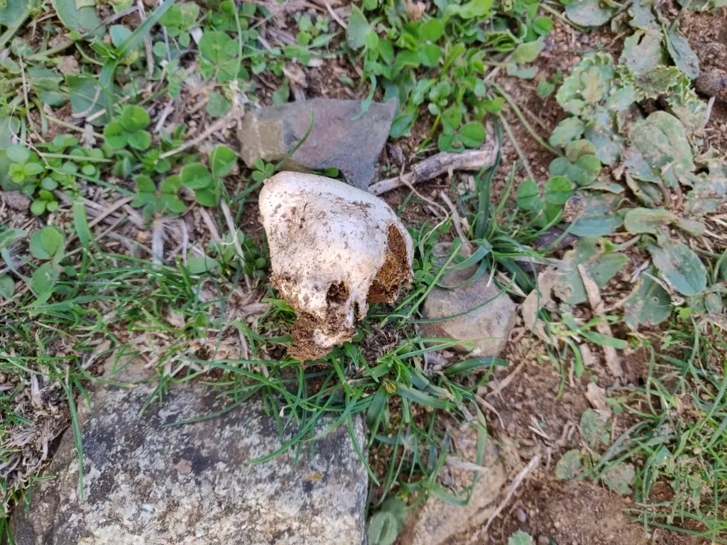 Chlorophyllum agaricoides — zdjęcie 1 z 3