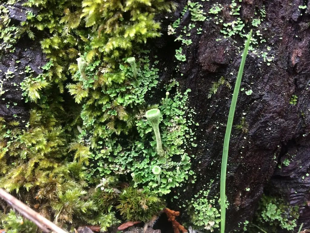 Chrobotek cielisty (Cladonia carneola) — zdjęcie 1 z 4