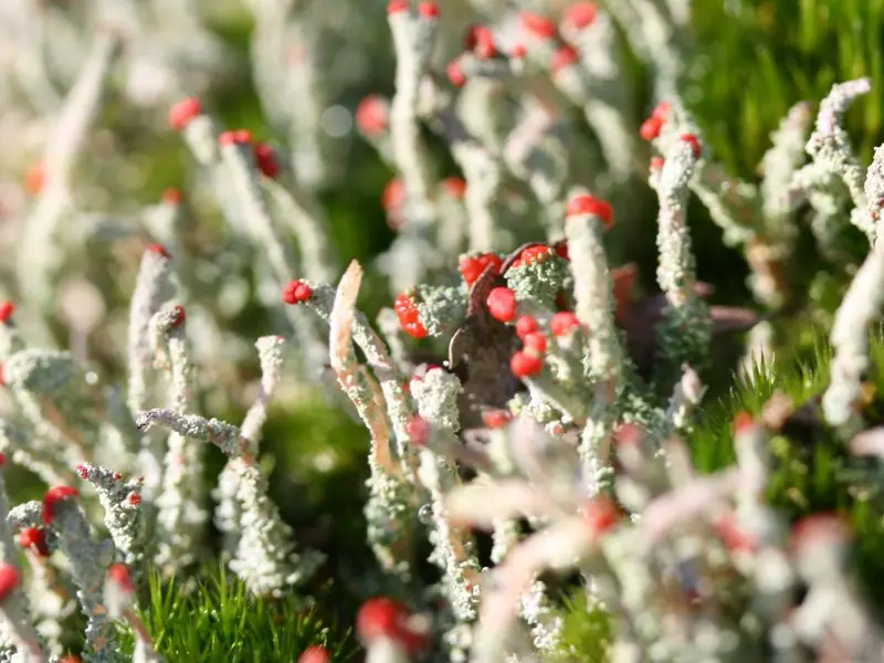 Chrobotek cienki (Cladonia macilenta) — zdjęcie 1 z 4