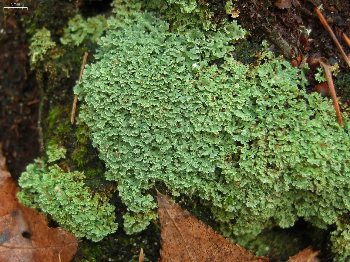 Chrobotek darenkowaty (Cladonia caespiticia) — zdjęcie 1 z 4
