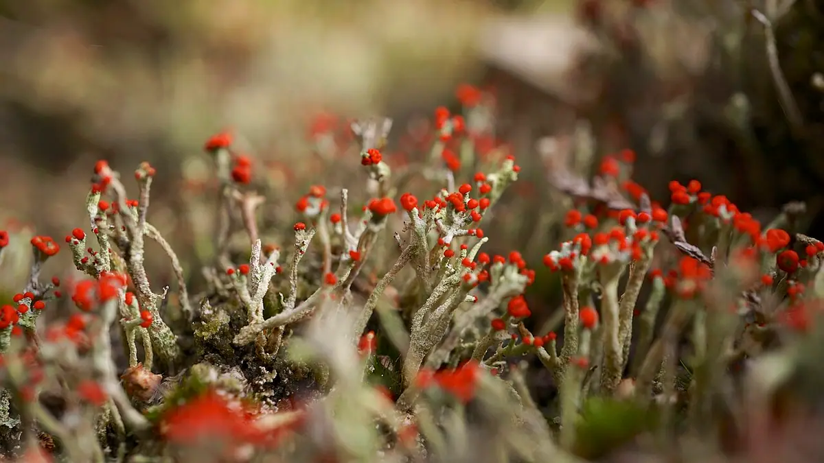 Chrobotek floerkego (Cladonia floerkeana) — zdjęcie 1 z 4