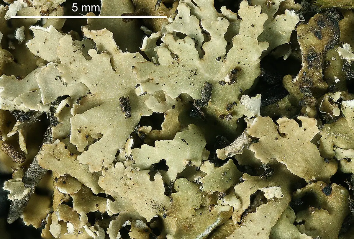 Chrobotek jeleni (Cladonia subcervicornis) — zdjęcie 1 z 4