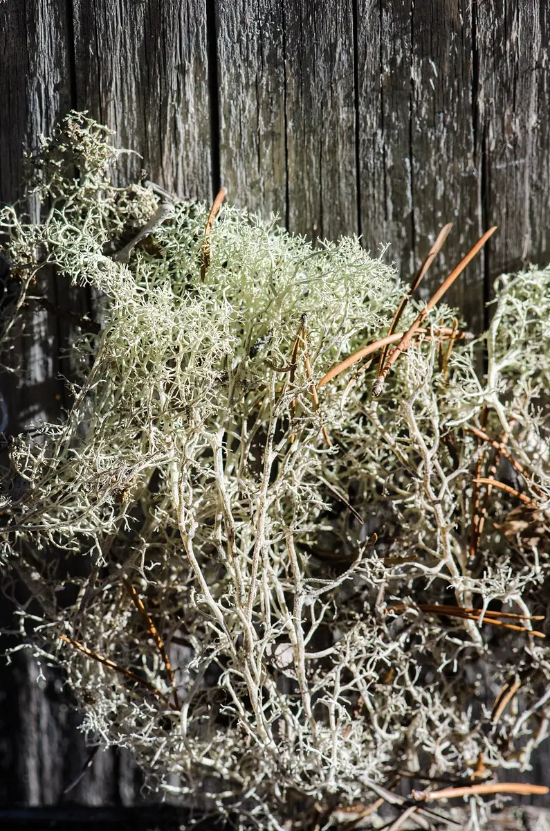Chrobotek kędzierzawy (Cladonia crispata) — zdjęcie 1 z 4