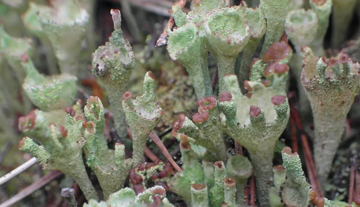 Chrobotek kubkowaty (Cladonia pyxidata) — zdjęcie 1 z 4