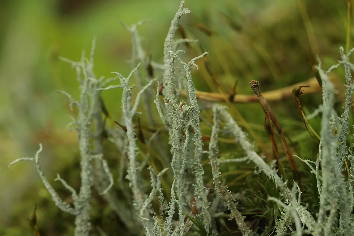 Chrobotek łuskowaty (Cladonia squamosa) — zdjęcie 1 z 4