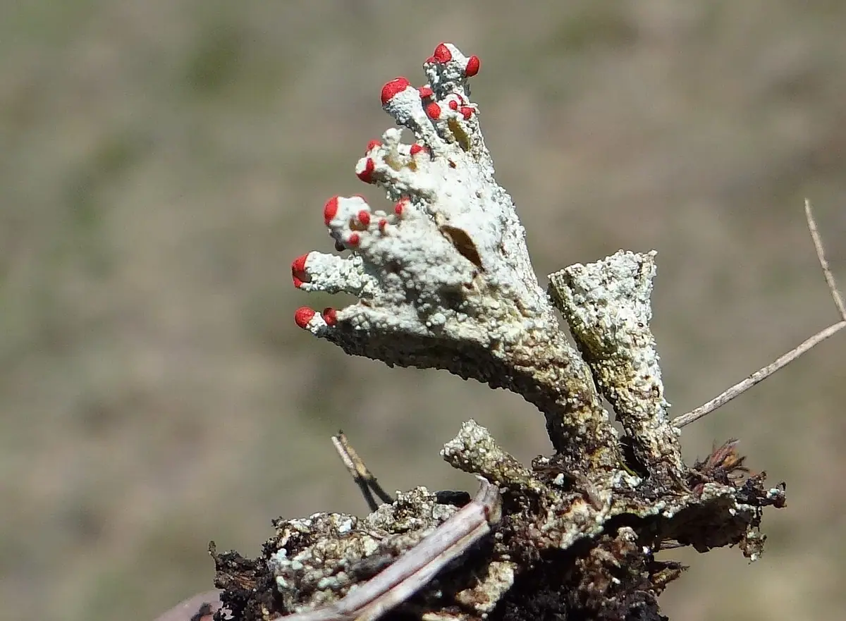 Chrobotek mączysty (Cladonia pleurota) — zdjęcie 1 z 4