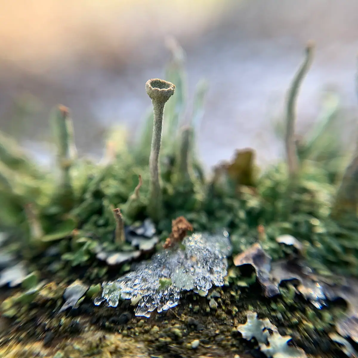 Chrobotek niekształtny (Cladonia deformis) — zdjęcie 1 z 4