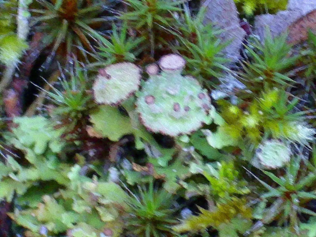Chrobotek okółkowy (Cladonia cervicornis) — zdjęcie 1 z 4