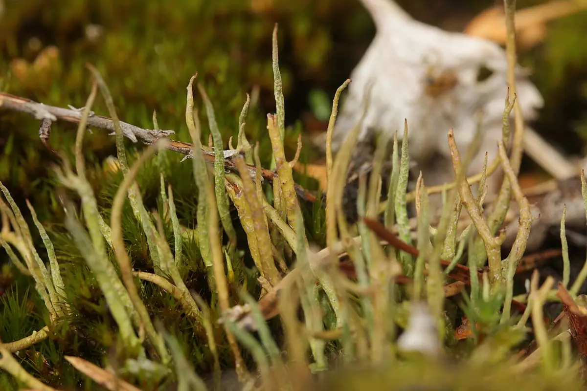 Chrobotek olbrzymi (Cladonia macroceras) — zdjęcie 1 z 4